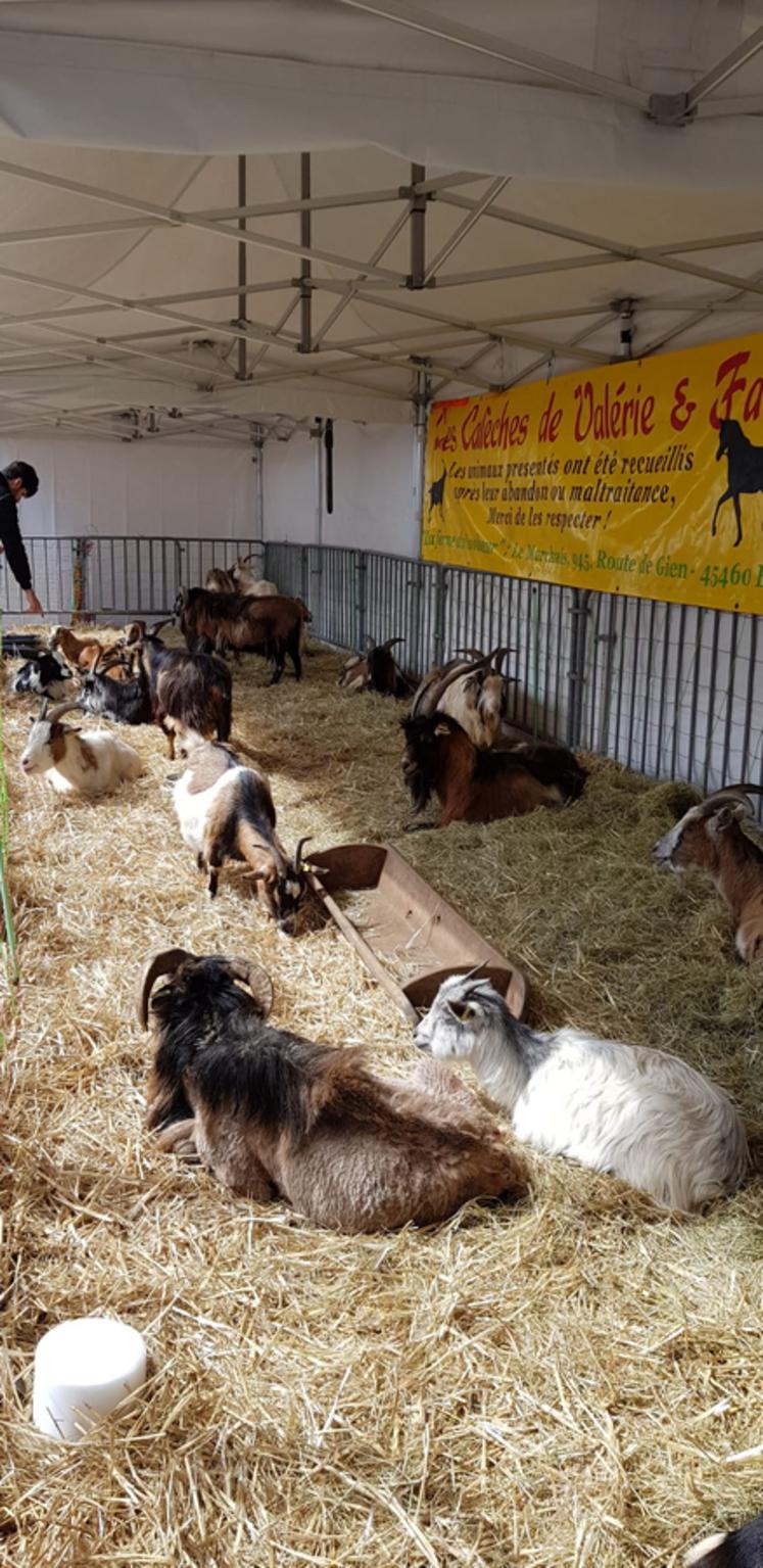 La présence des animaux a ravi les familles.