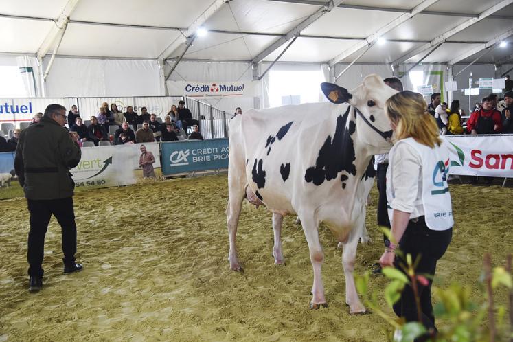 Concours de vaches laitières à la Foire de Coulommiers 2024.