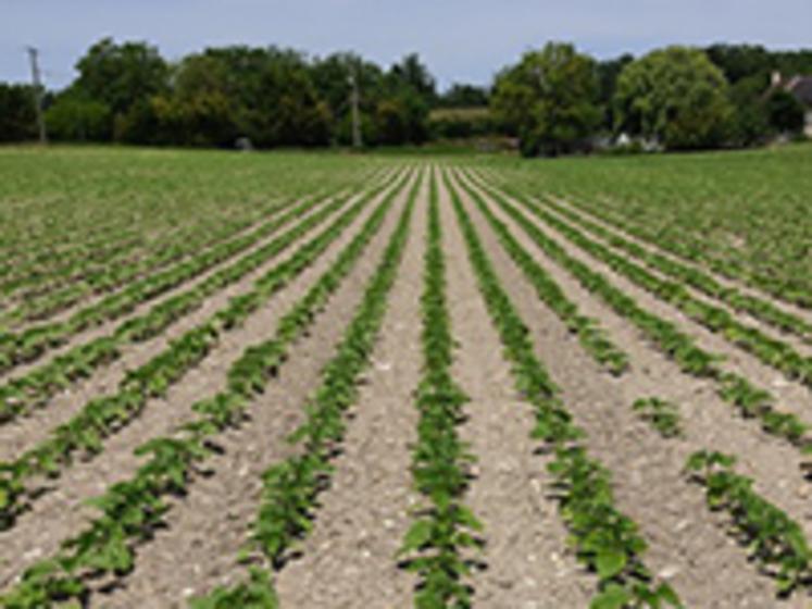 Réussir les semis de tournesol .