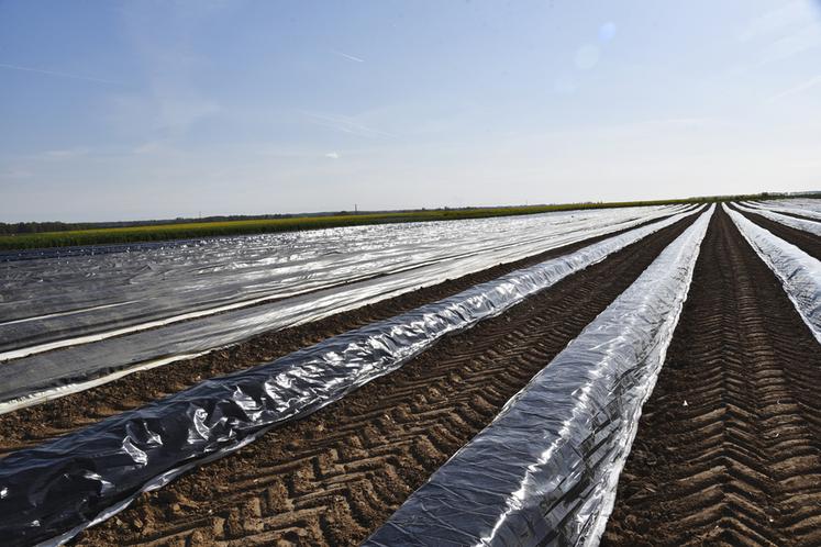 L'inter-rang de 2,60 m permet de travailler avec des tracteurs standards. 