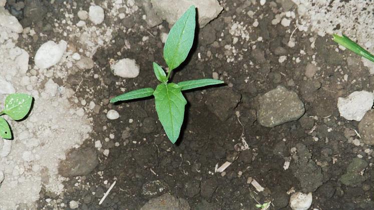 Datura au stade 2 feuilles.