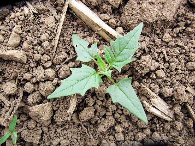 Datura au stade 4 feuilles.