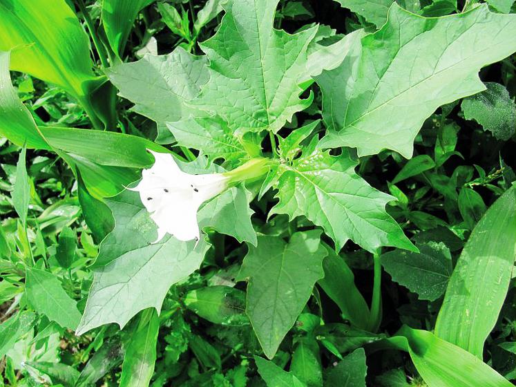 Datura au stade floraison.