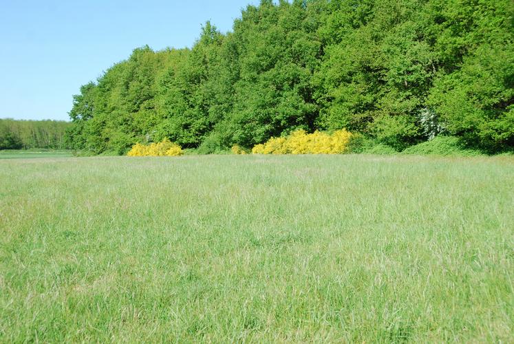 La FNSEA 41 a demandé au préfet le report de l'interdiction de broyage et de fauchage des jachères au 31 mai. La réponse est attendue dans les meilleurs délais.