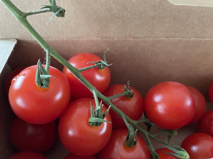 Alors que la saison des tomates françaises bat son plein, les supermarchés mettent en rayon des tomates marocaines ou espagnoles. Intolérable, selon la filière.