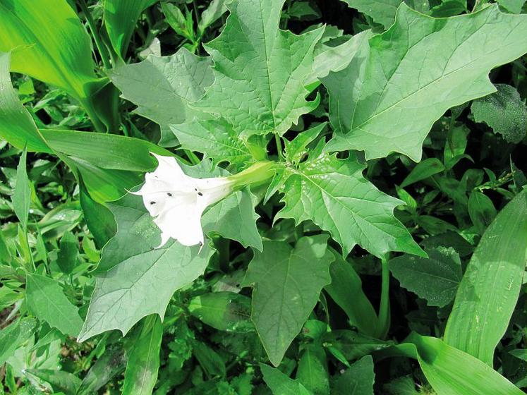 Le datura lève de manière échelonnée du printemps jusqu’à l’automne, ce qui complique la lutte contre cette adventice toxique.