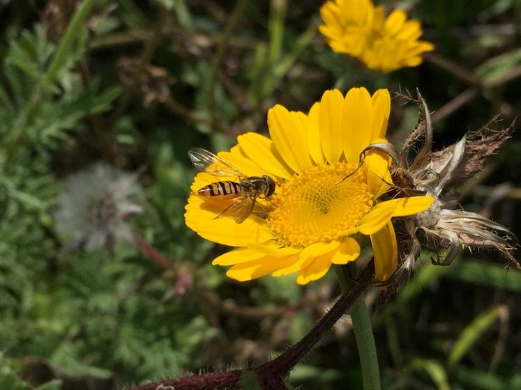 Reconnaître et favoriser les auxiliaires de culture est l'objectif des formations biodiversité.