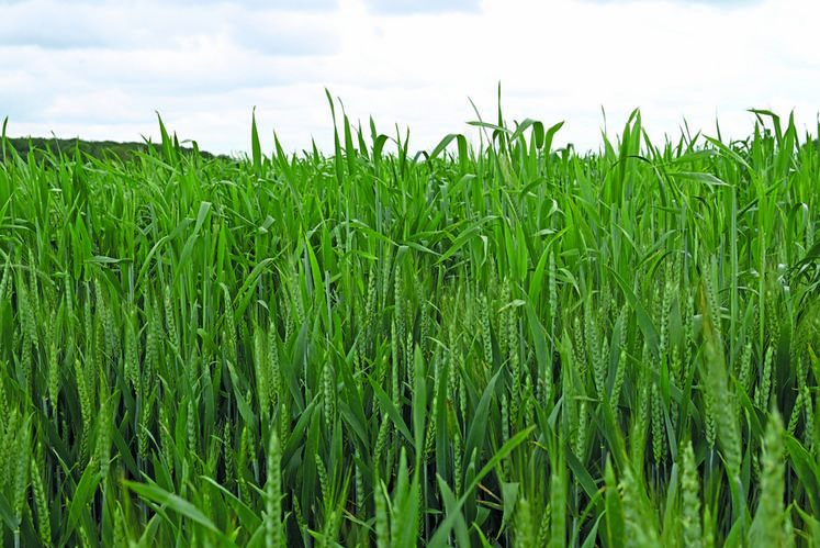 L'exploitant a cultivé cette année quelques hectares de blé khorasan, une ancienne variété originaire d'Égypte et recherchée par les boulangers. 