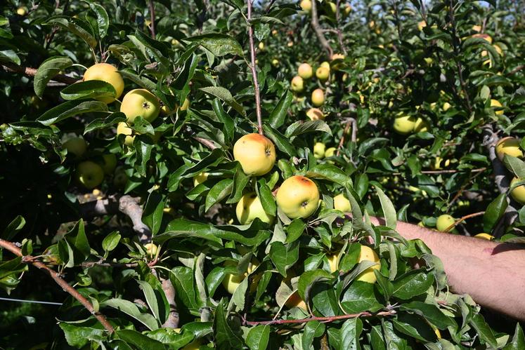 Toutes les variétés de fruits à cidre sont éligibles. Les variétés de table sont exclues du dispositif.