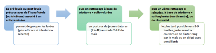 Conseils de désherbage du datura en culture de maïs.