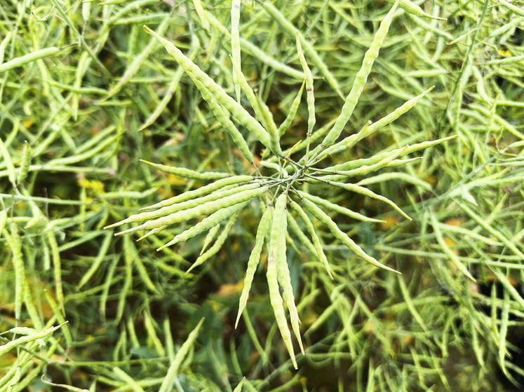 Ce n'est pas parce que c'est vert que c'est bon, préviennent les agronomes.