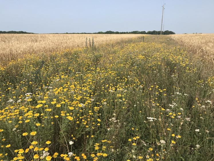 Vendredi 7 juin, à Gouzangrez (Val-d'Oise), la chambre d'Agriculture organise une visite de bandes fleuries. Leur but : favoriser les auxiliaires de culture et nourrir les pollinisateurs.