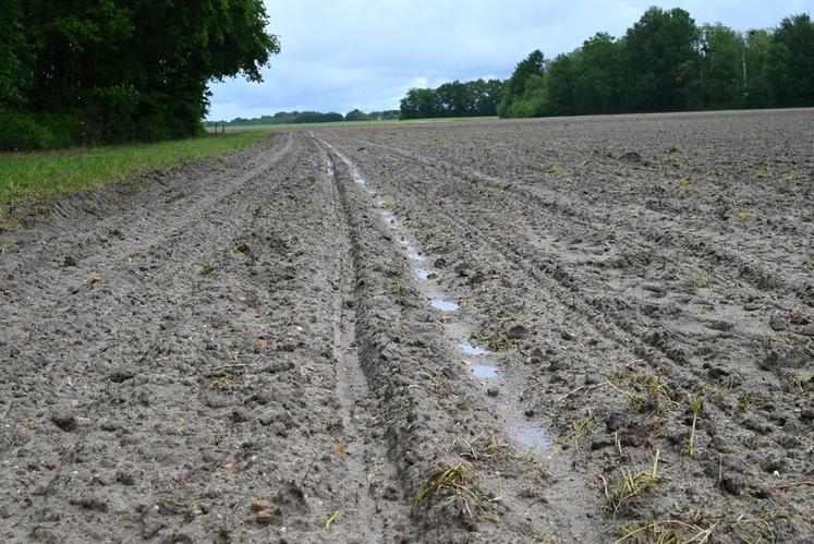 Avec trop d'eau et des sols solognots parfois difficiles à ressuyer, l'éleveur a dû changer ses plans et alors qu'il avait prévu 25 hectares de maïs, il réfléchit déjà à adapter ses assolements. 