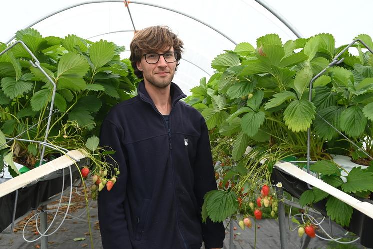 Vincent Portier vit sa première campagne en tant que producteur de fraises à Tour-en-Sologne. Pour le moment, la récolte se passe bien malgré un manque de main d'œuvre qui pose des soucis au quotidien. 