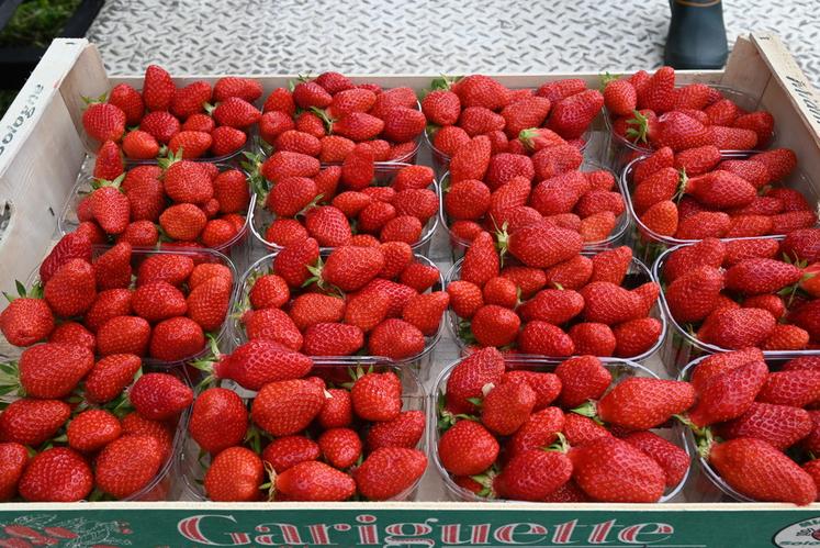 La saison des fraises bat son plein. Pour le moment la météo est une bonne alliée pour Vincent Portier et sa production de 16 000 m2.