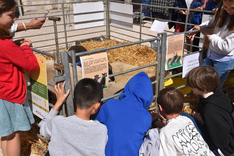 Les Jeunes agriculteurs d'Île-de-France tenaient un stand pour faire découvrir les différentes races de moutons essonniens aux enfants. 