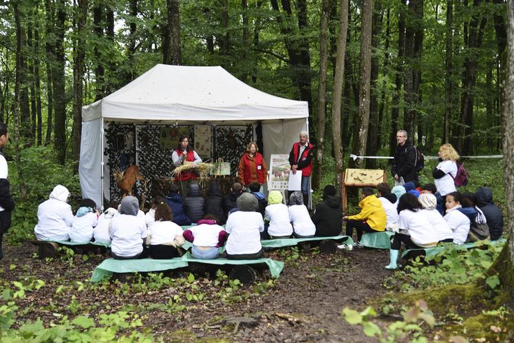 Atelier sur la faune sauvage des forêts.