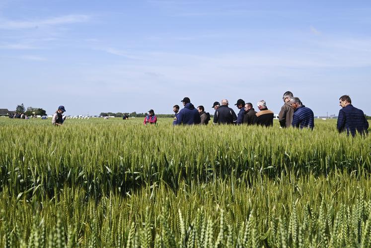 Lundi 3 juin, à Crucheray. Les agriculteurs du secteur de Beauce se sont réunis pour la visite d'essais organisée par la chambre d'Agriculture.