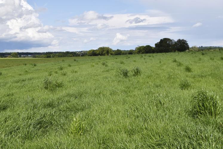 Des résultats d’essais ont montré l’intérêt technico-économique de la valorisation des effluents d’élevage par rapport à celui des produits fertilisants ou amendements autorisés en bio. 