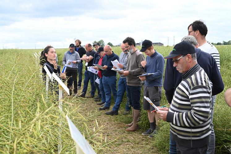 Mercredi 5 juin, à Danzé. Les agriculteurs ont participé à la visite d'essais organisée par la chambre d'Agriculture dans le secteur Perche.