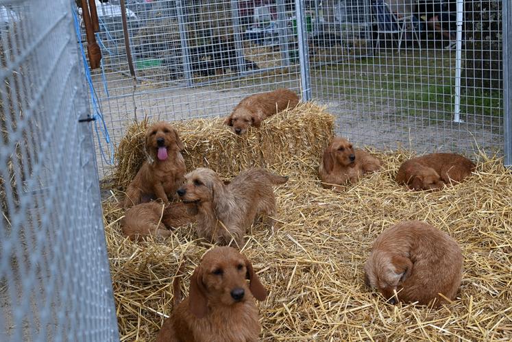 Au sein du Game Fair, de nombreux éleveurs et clubs ont présenté leurs nombreux chiens de différentes races.