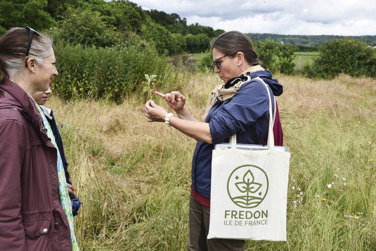 Cécile Ahouandjinou (Fredon Île-de-France) détaille les caractéristiques de l'ambroisie qui la distingue des plantes vivaces peuplant champs et parcelles.