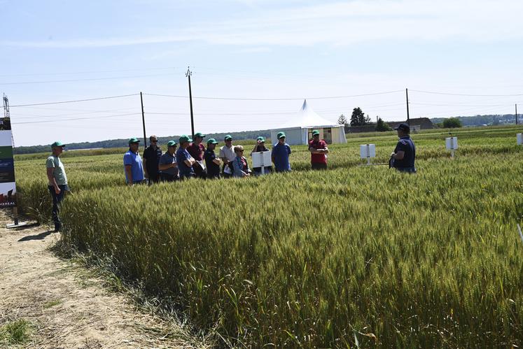 Vendredi 7 juin, à Herbault. Plus d'une centaine d'agriculteurs étaient présents pour la rencontre agronomique d'Axéréal où les légumineuses étaient au centre des ateliers. 