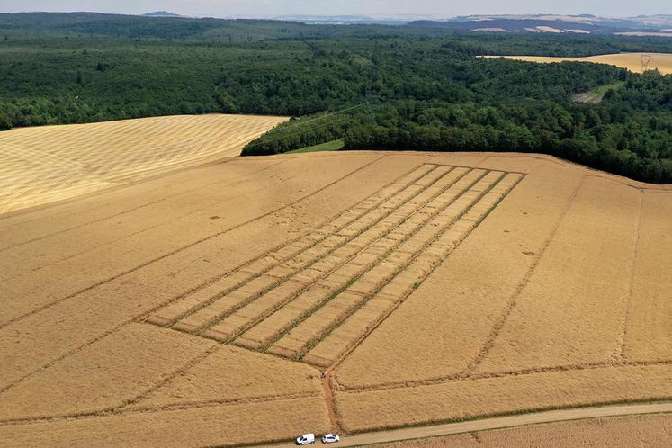 Essais variétés de colza à maturité.