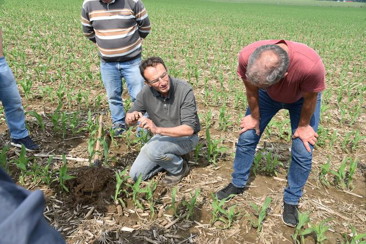 Stéphane Boulet, conseiller technique à la chambre d'Agriculture de région Île-de-France, examine la qualité du sol et admire la régularité des semis.