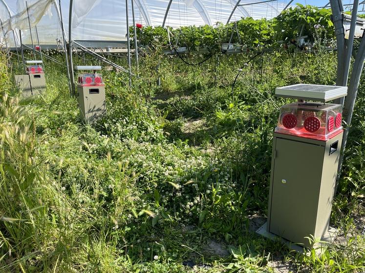 Quatre pièges Pira ont été installés à l'entrée des tunnels de fraises depuis l'apparition des premiers insectes. 