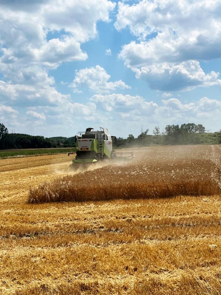 La moisson commence à des dates plus classiques, soulignent les Jeunes agriculteurs.