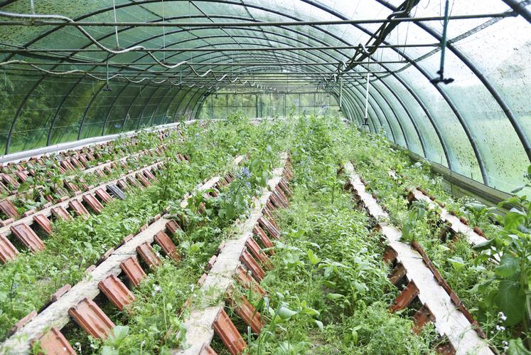 À Oinville-sur-Montcient (Yvelines), l'escargotière de 350 m2 de la Ferme du Colimaçon reçoit et fait grandir les naissains.