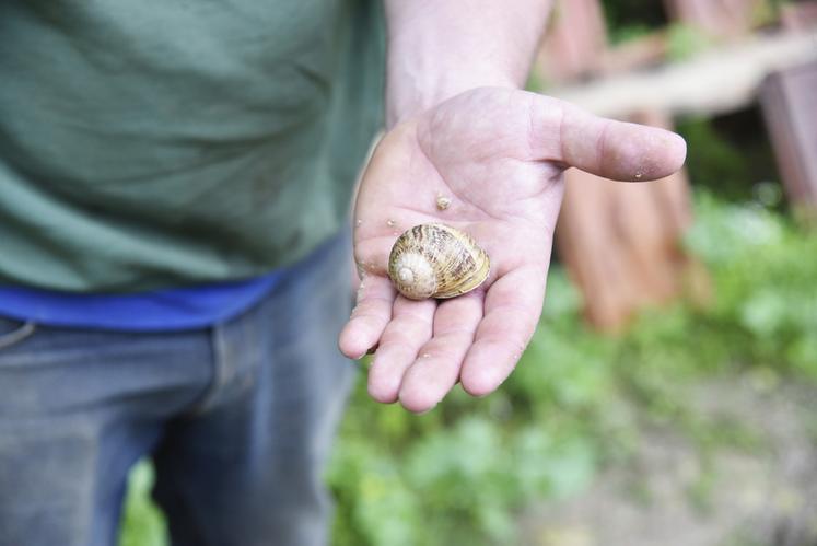 Un naissain (bébé escargot) atteint sa taille adulte en sept mois en moyenne. 