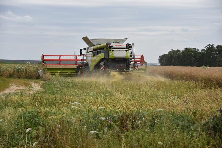 À Puiseux-en-France (Val-d'Oise). Des échantillons de colza sont moissonnés sur la parcelle d'Emmanuel Girard-Boisseau afin d'examiner leur taux d'humidité.