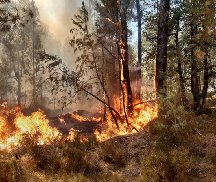 L'été dernier en Loiret, 495 hectares de végétation sont partis en fumée.