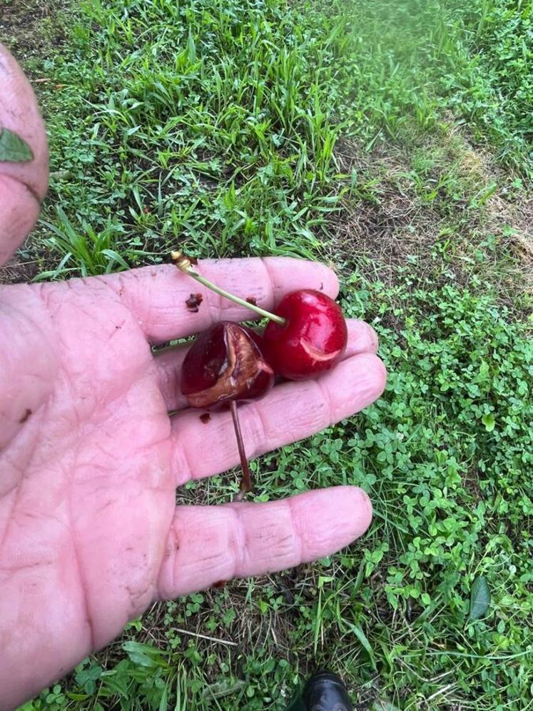 Tombée en excès ces derniers mois, l'eau a fait éclater les cerises.