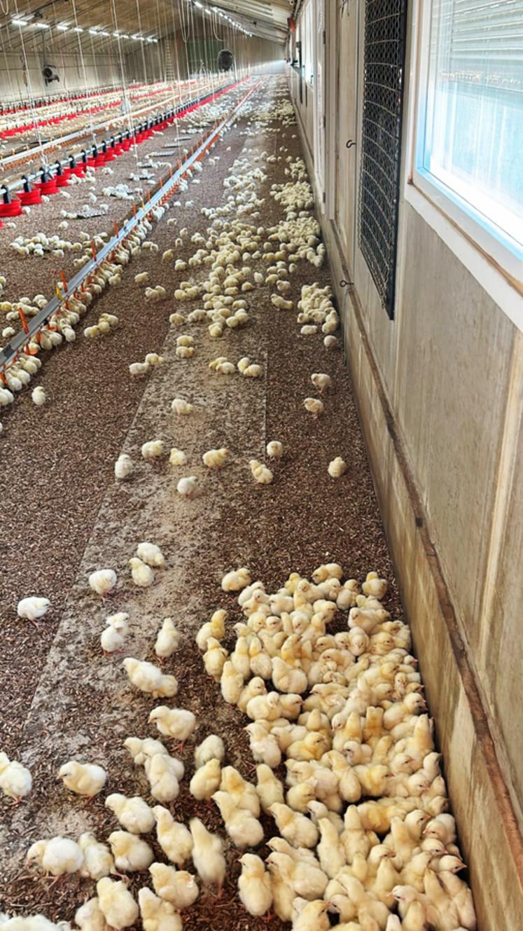 … Les poussins naissent ainsi directement dans l’environnement dans lequel ils vont grandir.