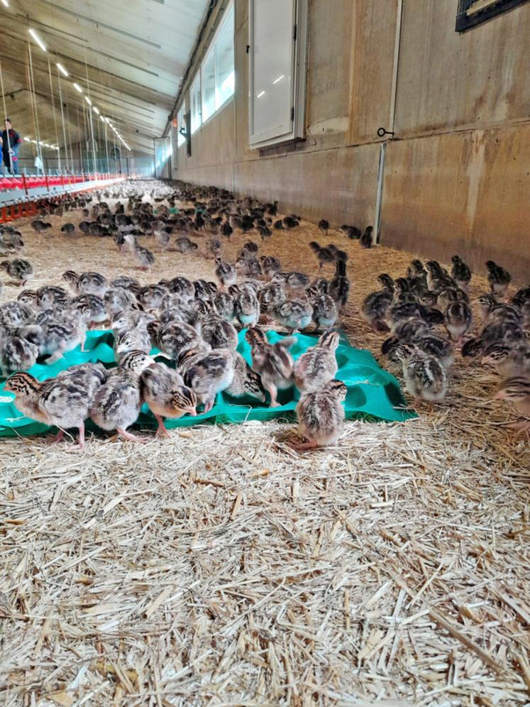 Pour l’instant, cette technique d’éclosion à la ferme ne concerne que les poulets. Les pintadeaux arrivent déjà nés.