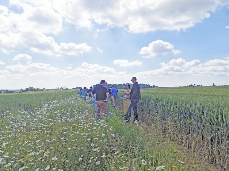 Visite de bandes fleuries et découverte de leur intérêt ont été au coeur de la journée du 7 juin dernier.