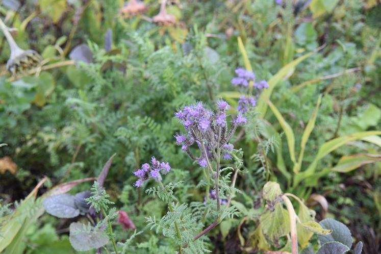 Différentes sessions ont permis de former les agriculteurs engagés dans une MAEC biodiversité.