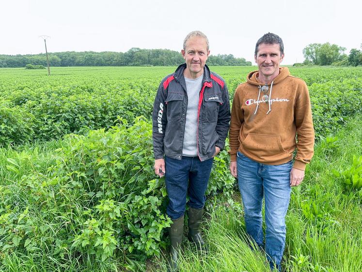 Emmanuel Dufer et Jérôme Durand se sont lancés dans la plantation de cassis pour une coopérative, mais le premier en garde un peu pour parfumer une des ses bières artisanale La Bonn'Vallée, la K6.