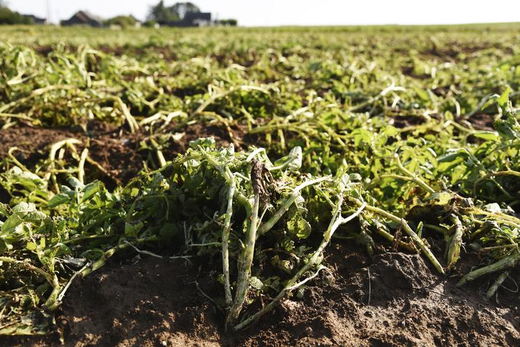 Les fanes de pomme de terre de Basile Faucheux sont couchées et marquées par les impacts de grêlons.