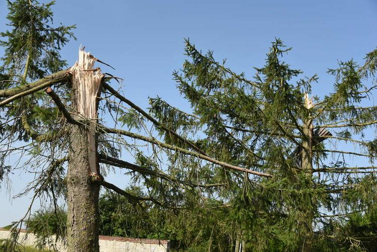 Certains arbres de Villiers-le-Temple sont complètement défigurés par les orages survenus cette nuit-là.