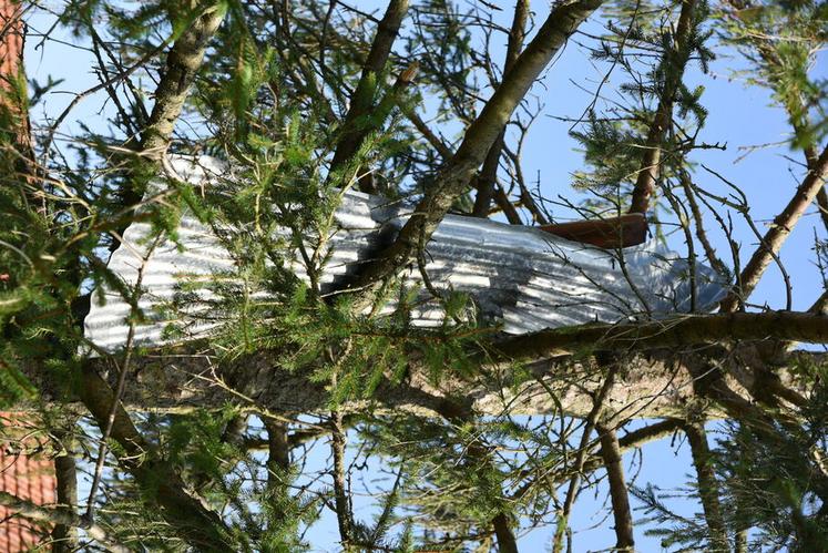 Un morceau de tôle s'est retrouvé coincé dans un arbre de Villiers-le-Temple à la suite des rafales de vent.