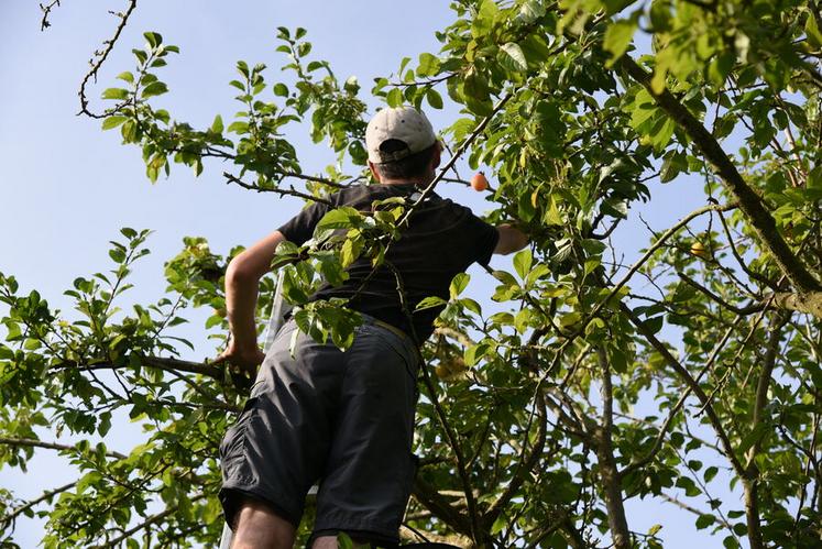 Se conservant très bien en chambre froide, les prunes sont cueillies cette année juste mûres, afin d'éviter les pluies.