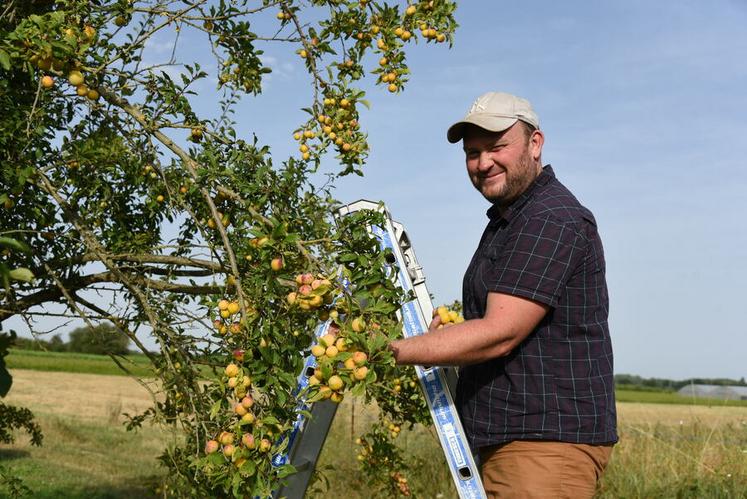 Gabriel Beaulieu cultive de la prune sur deux hectares de son exploitation, afin d'obtenir une petite production à valoriser en vente directe.