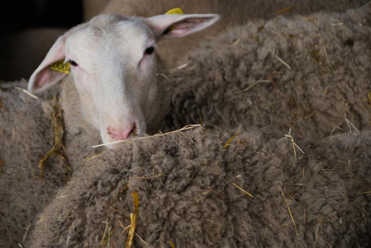 Le sérotype BTV3 de la FCO a été identifié dans des élevages du nord de la France. Il affecte les ruminants domestiques et sauvages.