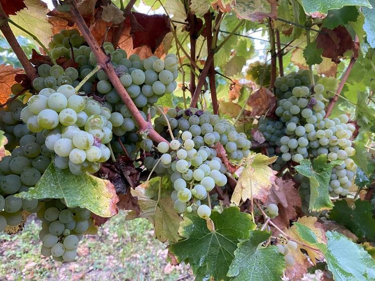 L’AOC touraine a enregistré une récolte historique en 2023 : 240 000 hl, permettant de reconstituer les stocks. 