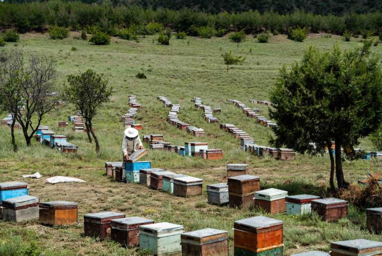 En 2023, en France et dans les départements d’outre-mer, 63 415 apiculteurs ont réalisé une production de miel estimée à 29 857 tonnes.