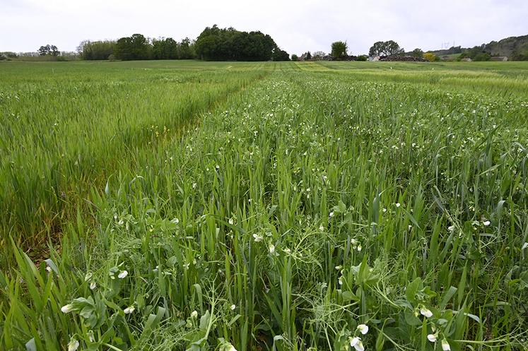 Expérimentation en agriculture biologique de mélanges de céréales et de protéagineux.